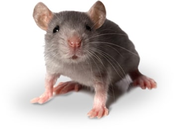 A house mouse
