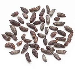 Rodent droppings, an early sign of infestation