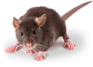 A brown rat, the common UK species