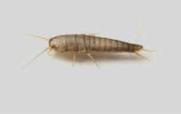 Silverfish