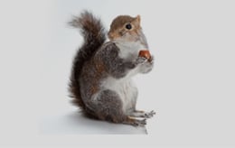 Squirrels